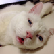 Illustration for article titled The Cat with the Ugliest Sleeping Face in Japan